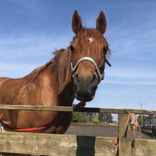 Load image into Gallery viewer, Karele Equestrian Mugs and Water Bottles