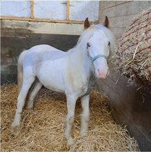 Load image into Gallery viewer, Karele Equestrian Keyrings, Magnets & Coasters