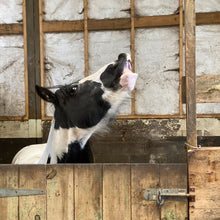 Load image into Gallery viewer, Karele Equestrian Keyrings, Magnets & Coasters