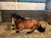 Load image into Gallery viewer, Karele Equestrian Keyrings, Magnets & Coasters