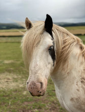 Load image into Gallery viewer, Karele Equestrian Keyrings, Magnets &amp; Coasters
